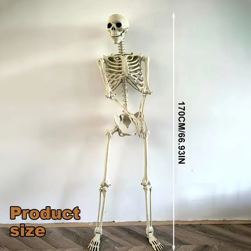 Life Size Standing Skeleton with Movable Joints
