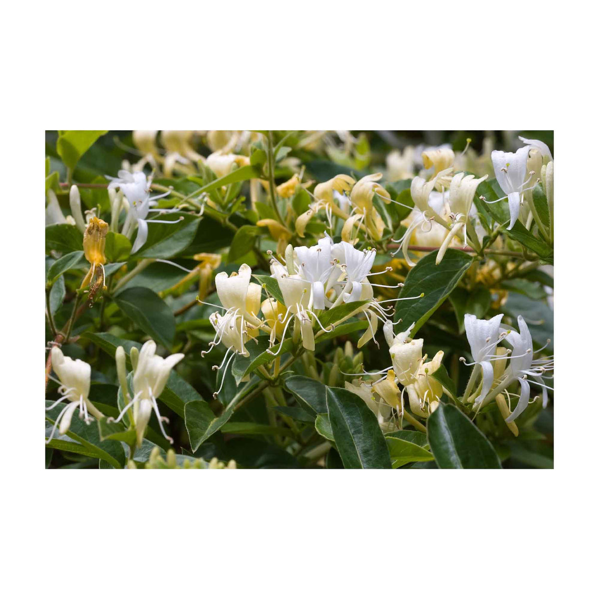 Orku 10x 100g Plant Oil Soap Honeysuckle Vegetable Bar Australian
