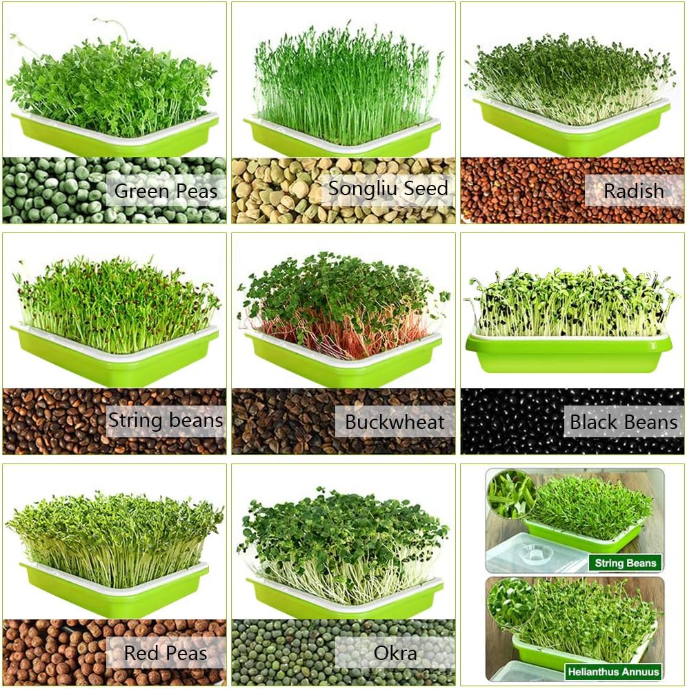 2 - Pack Seed Sprouter Trays with Lids BPA - Free, Soil - Free Wheatgrass