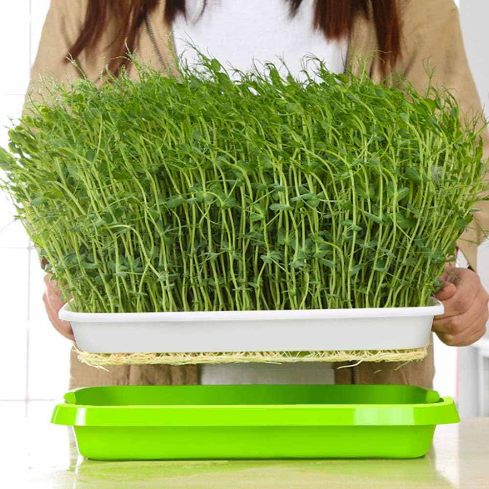 2 - Pack Seed Sprouter Trays with Lids BPA - Free, Soil - Free Wheatgrass