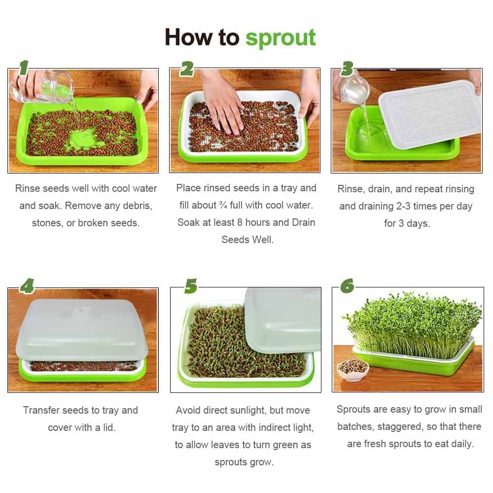 2 - Pack Seed Sprouter Trays with Lids BPA - Free, Soil - Free Wheatgrass