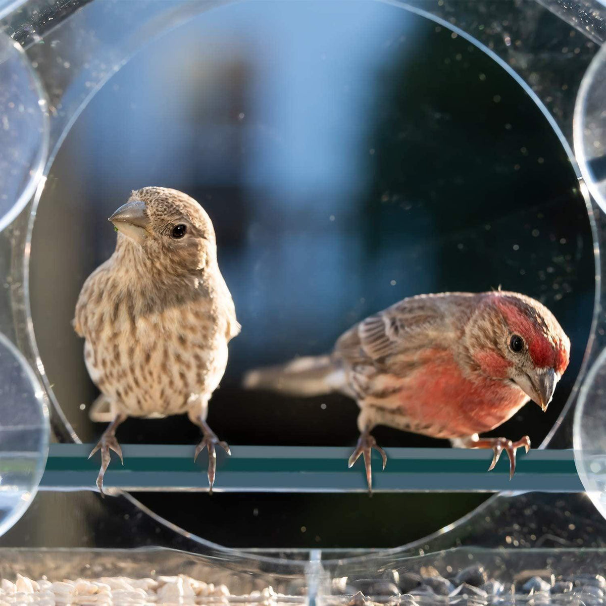 Clear Acrylic Window Bird Feeder with Strong Suction Cups and Removable Seed Tray