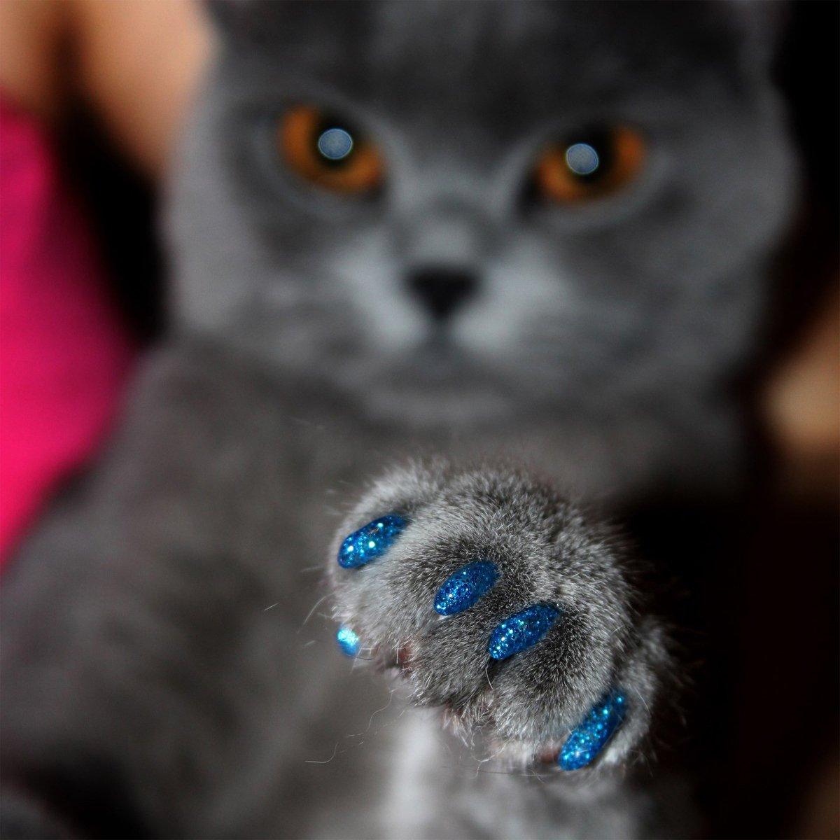 100PCS Anti Scratch Paw Covers for Cats and Kittens Nail Protector Soft Paw - Flat-M