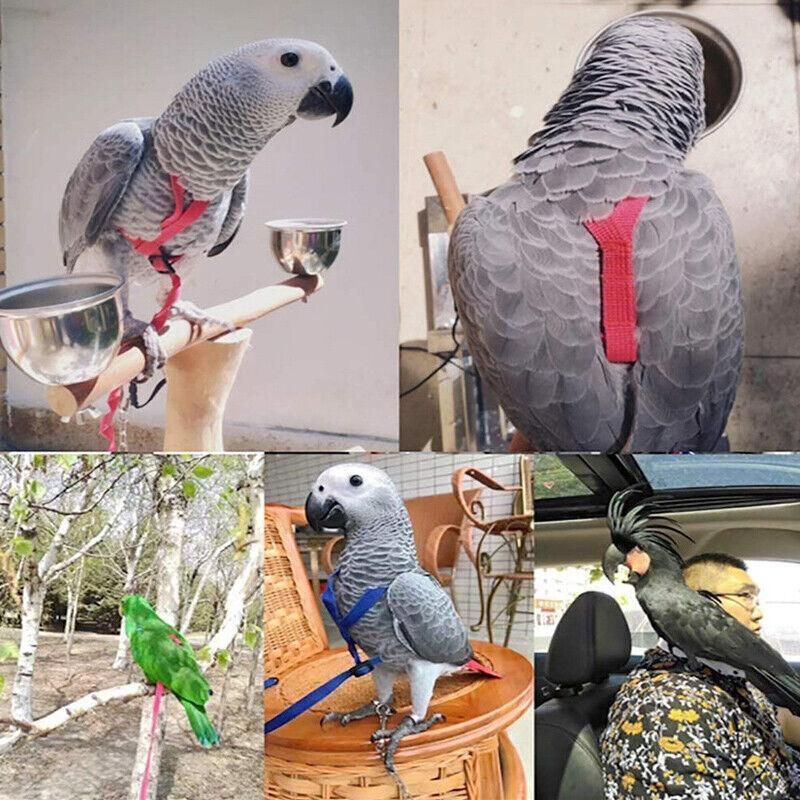 S Pet Parrot Bird Harness Lead Leash Flying Training Rope Cockatiel Outdoor - Blue