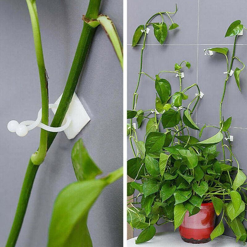 100Pcs Invisible Wall Clips for Plant Climbing & Vine Support