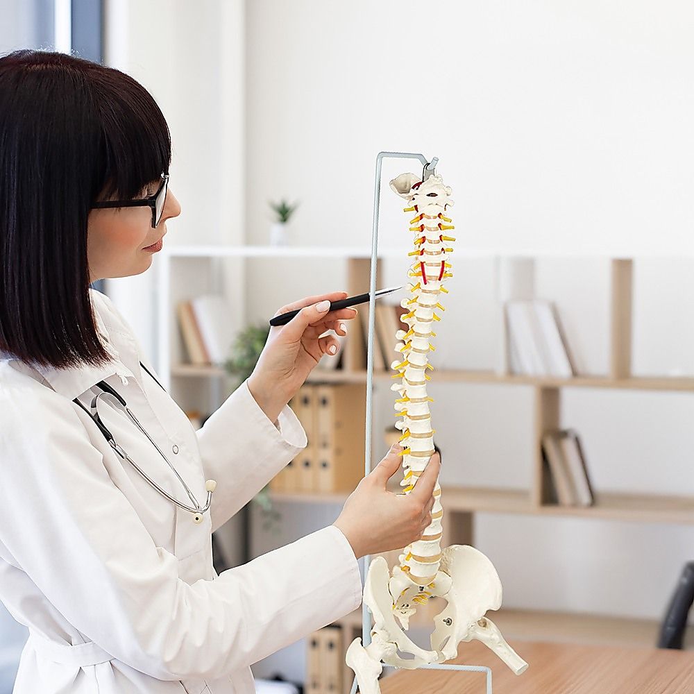Life Size Flexible Spine Pelvis & Femur Model – Anatomical Skeleton Display