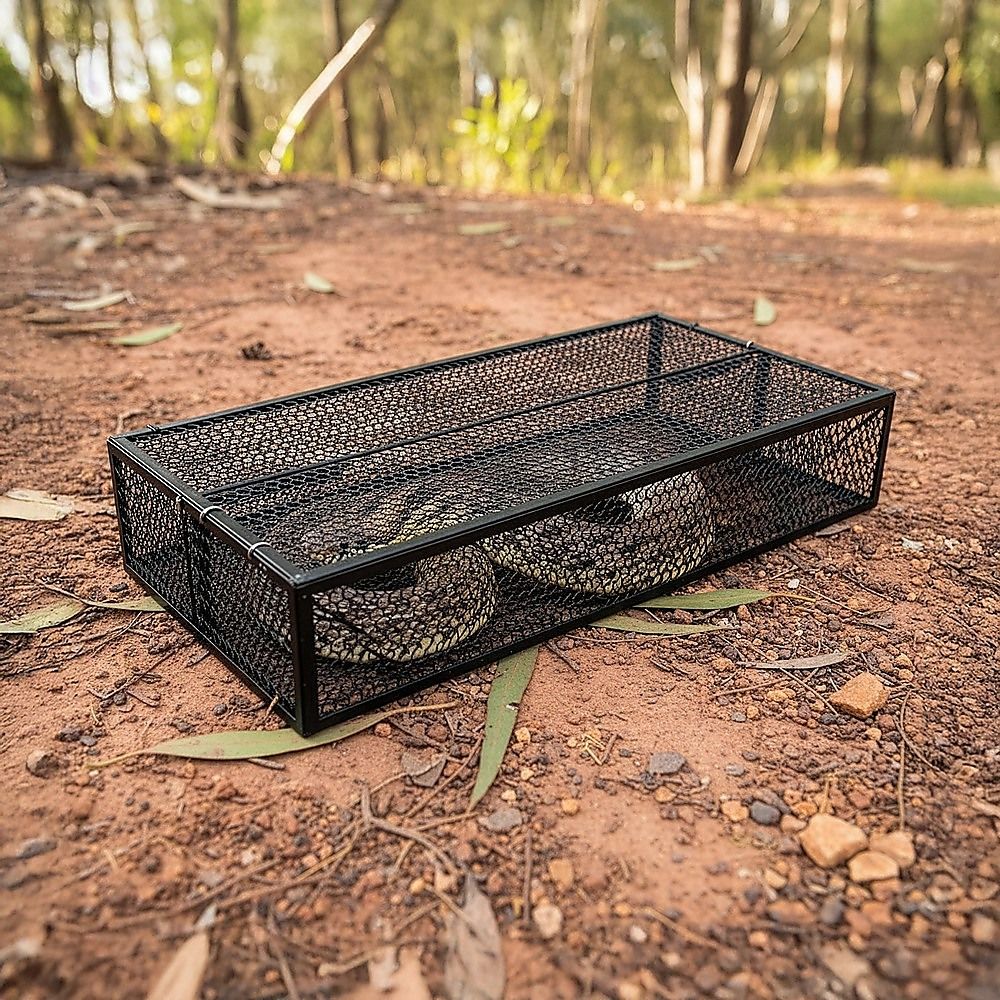 Humane Snake Trap Remove Small to Medium Snakes 2 Doors