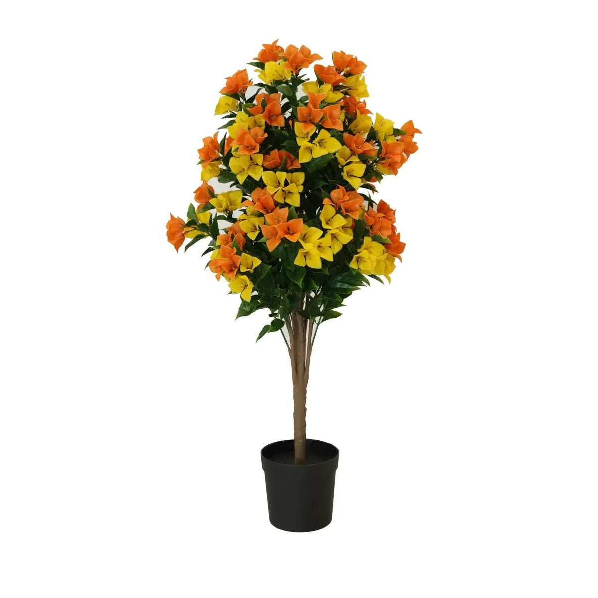 Flowering Yellow and Orange Bougainvillea Tree 90cm UV Resistant