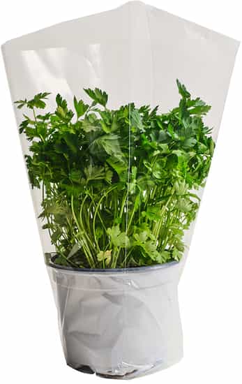 Italian Parsley Herb Pot